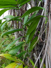 Bactris campestris
