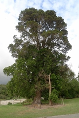 Griselinia lucida