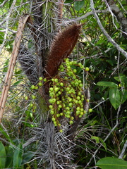 Bactris campestris
