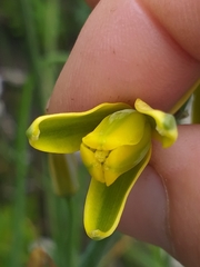 Albuca fragrans
