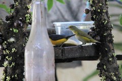 Euphonia chlorotica
