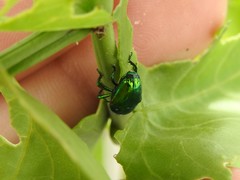 Eurhinus viridis