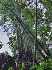 Phyllostachys edulis