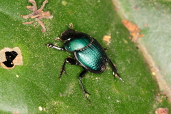 Scarabaeinae
