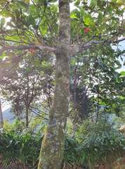 Artocarpus heterophyllus