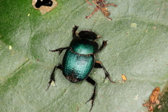 Scarabaeinae