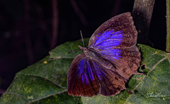 Mahathala ameria