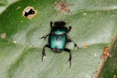 Scarabaeinae