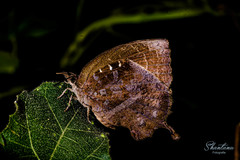 Mahathala ameria