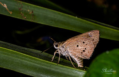 Suastus gremius