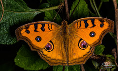 Junonia almana