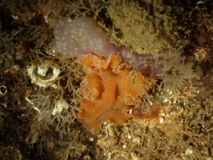 Yungia aurantiaca
