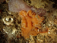 Yungia aurantiaca