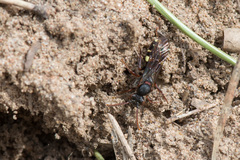 Nomada leucophthalma