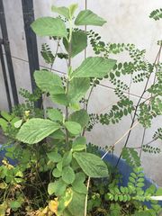 Urtica mexicana