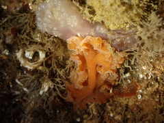 Yungia aurantiaca