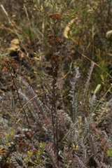 Tanacetum tanacetoides