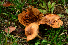Paxillus rubicundulus