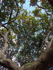 Magnoliopsida