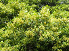 Magnoliopsida