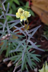 Linaria vulgaris