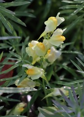 Linaria vulgaris