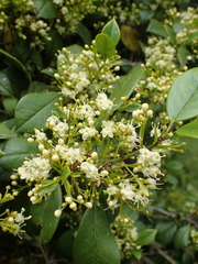 Magnoliopsida