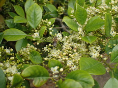 Magnoliopsida
