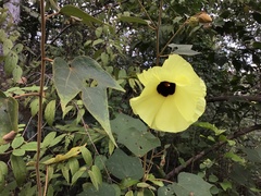 Azanza lampas