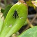 Pachyrrhiza pictipennis - Photo (c) Flor Susana, alguns direitos reservados (CC BY-NC)