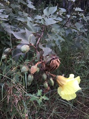 Azanza lampas