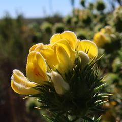 Aspalathus chenopoda