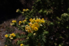 Aspalathus chenopoda