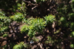 Aspalathus chenopoda