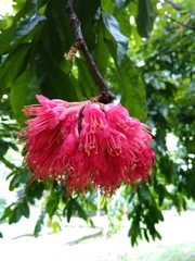 Brownea rosa-de-monte