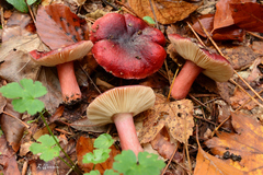 Russula torulosa