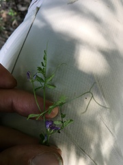 Vicia ludoviciana