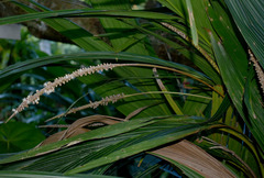 Calyptrocalyx pauciflorus