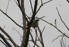 Arremonops conirostris