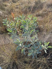 Lupinus westianus
