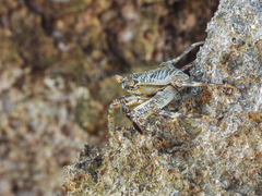 Grapsus tenuicrustatus