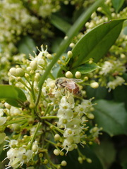 Apis mellifera