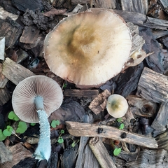 Stropharia
