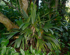 Calyptrocalyx pauciflorus