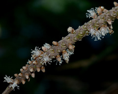 Calyptrocalyx pauciflorus