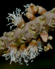Calyptrocalyx pauciflorus