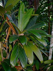 Calyptrocalyx pauciflorus