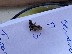 Hyperskeles choreutidea