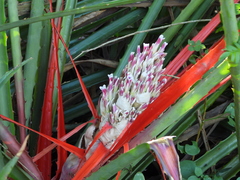 Bromelia serra