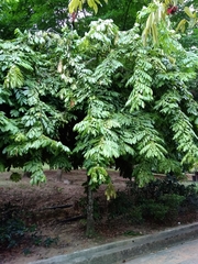 Brownea rosa-de-monte